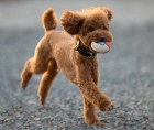 Cách huấn luyện chó Poodle