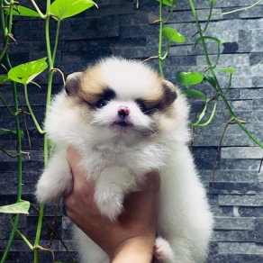 chó phốc sóc màu blue merle
