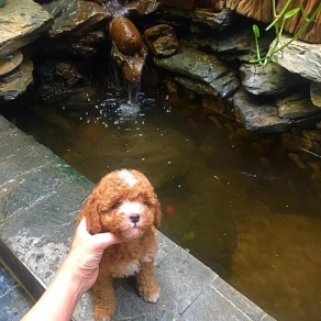 poolde bò nâu đỏ