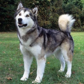 Chó Alaska Lông ngắn