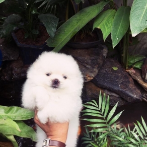 pom trắng