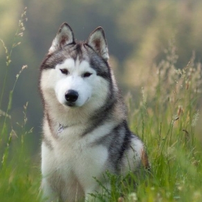 Chó Alaska Xám