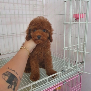 poolde nâu đỏ