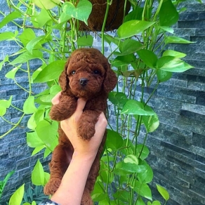 poolde tiny