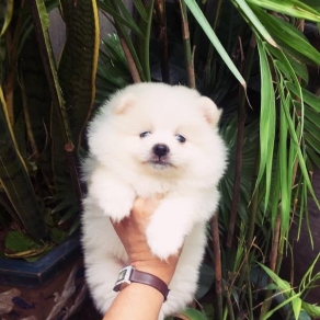 phóc sóc trắng