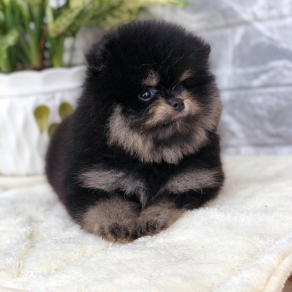 Phóc Black Tan