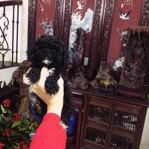 poolde đen huyền