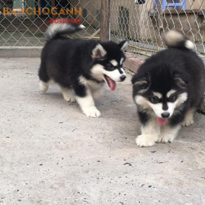 Chó Alaska Cái Giống 006
