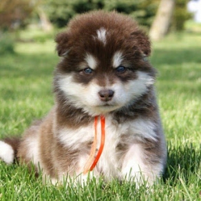 Chó Alaska Đực Nâu 001