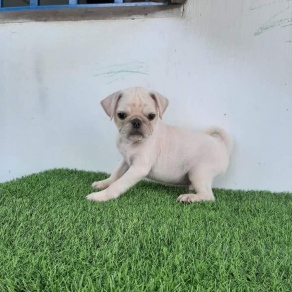 Pug trắng