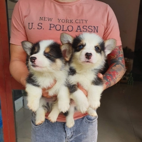 Corgi