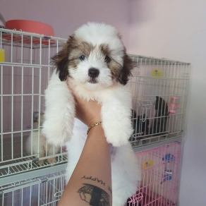 Nhật lai poolde