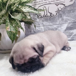 Pug 