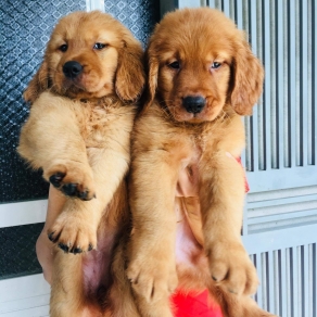 Golden thuần chủng