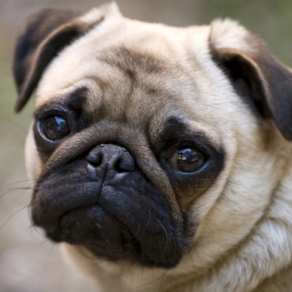 Chó Mặt Xệ Pug