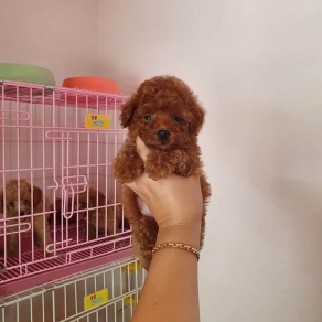 Poolde tiny