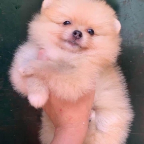 pomeranian
