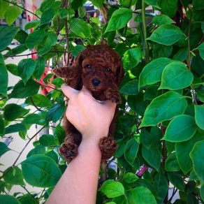 Poolde tiny