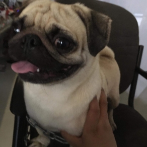 Pug 
