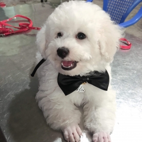Poolde trắng