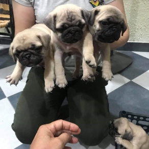 Pug