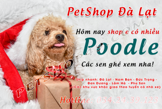 CUNG CẤP POODLE ĐẸP TẠI ĐÀ LẠT | SHOP THÚ CƯNG ĐÀ LẠT