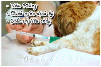 Nhận Tiêm Phòng Ngừa Bệnh Cho Các loại Chó