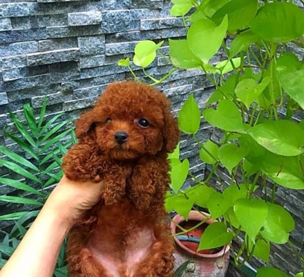 poolde nau đỏ