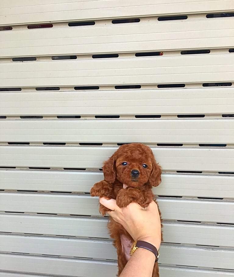 poodle size tini nâu đỏ 
