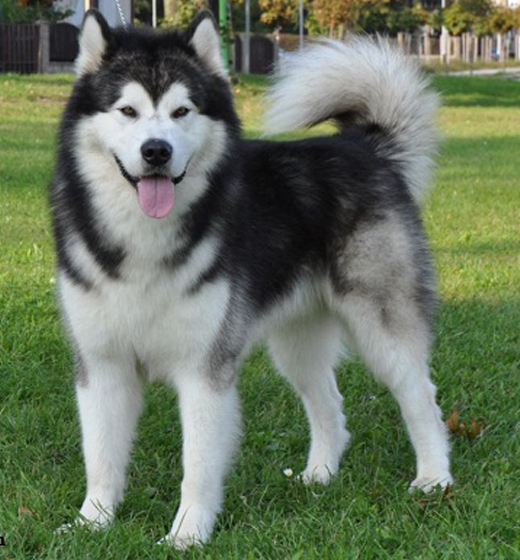 Chó Alaska