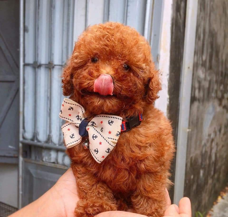 Chó Poodle 