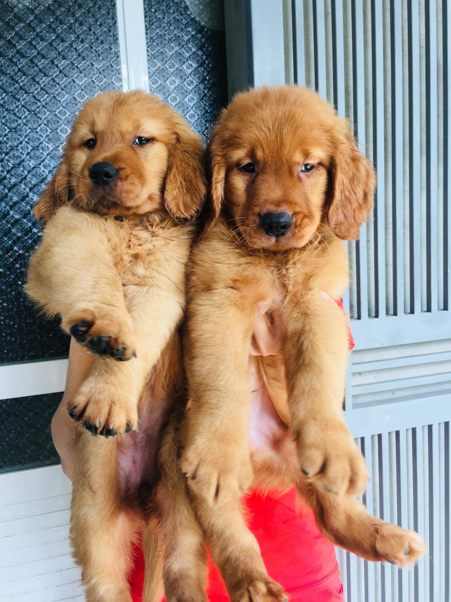 Chó Golden 